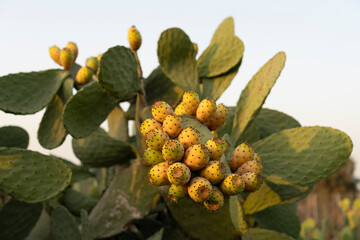 Organic Opuntia ficus-indica with ripe fruit ready to eat