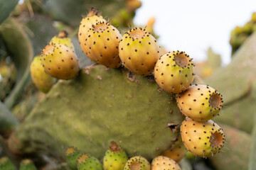 Organic Opuntia ficus-indica with ripe fruit ready to eat