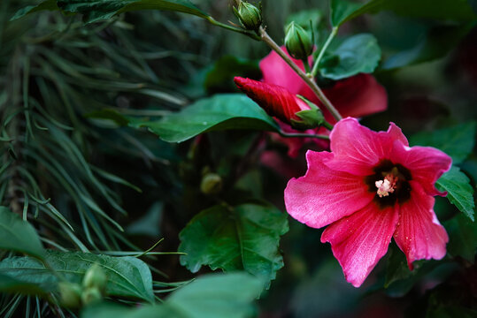 Beautiful Flowers Of Red Hawaiian Hibiscus Blooming In The Garden