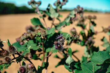 Arctium tomentosum woolly burdock violet flowers closeup selective focus