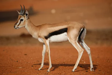 Meubelstickers antilope in de dierentuin © david