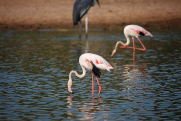 flamingo in the water