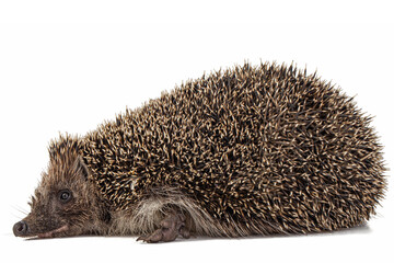 Common hedgehog, or  European hedgehog, also known as the West European hedgehog, lat. Erinaceus europaeus, isolated on white background