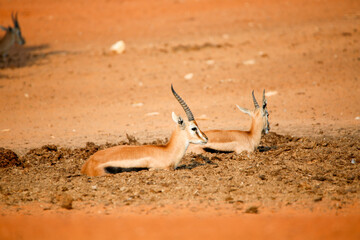 antelope in the desert