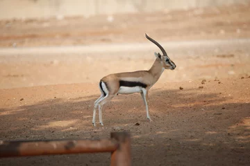 Fotobehang antilope in de woestijn © david