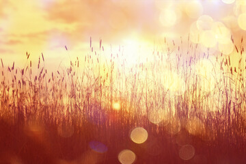 dry grass sun rays background wind nature landscape freedom