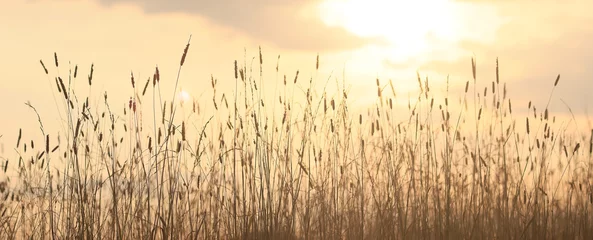 Fototapeten dry grass sun rays background wind nature landscape freedom © kichigin19