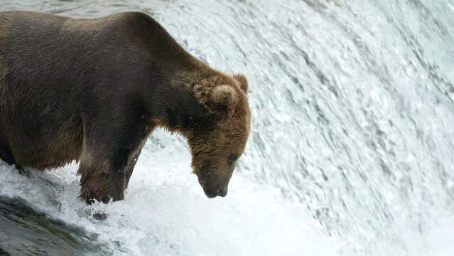Brown Bear catching Sockeye Salmon at Brooks Falls - Slow Motion