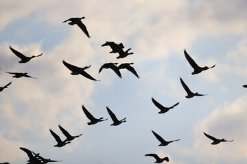 geese flock against the sky freedom wildlife birds