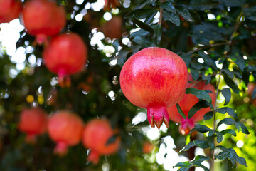 Ripe beautiful healthy pomegranate fruits on a tree branch in pomegranate orchard. Symbol of the Israeli holiday Rosh Hashanah