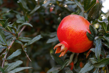 Ripe beautiful healthy pomegranate fruits on a tree branch in pomegranate orchard. Symbol of the...