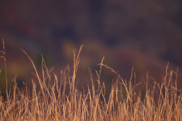dry grass sun rays background wind nature landscape freedom