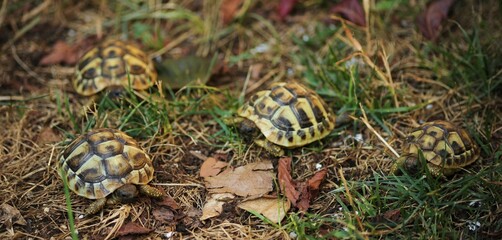 Quattro piccole tartarughe di terra