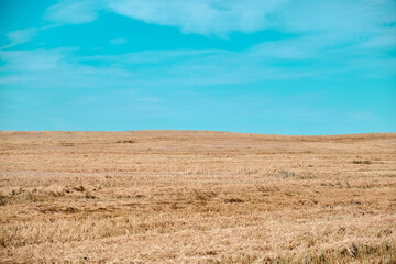 Obraz premium Panoramic wheat field Gold yellow wheat cereal waving trembling in the wind grain harvest ripens in the sunny summer