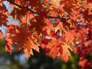 Fototapeta na wymiar Close up of beautiful vibrant maple leaves in autumn