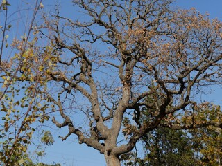 Upward shot of a tree with the last leaves of autumn left