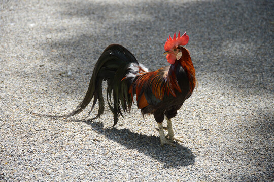 尾長鶏 の画像 109 件の Stock 写真 ベクターおよびビデオ Adobe Stock