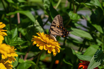 Eastern Tiger Swallowtail butterfly on yellow Zinnia flower. The Swallowtail soars high in trees and flutter in pursuit of nectar in gardens, fields and riverbanks.