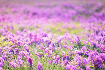 Obraz premium bud purple flower macro spring background