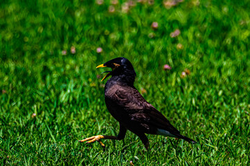 yellow-billed starling on а grass