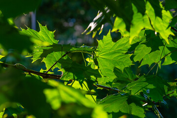 green maple leaves in the sun