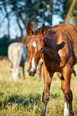 A portrait of a bay foal grazes on the pasture on a sunny day. Close-up of a cute molting foal with a white stripe in the herd