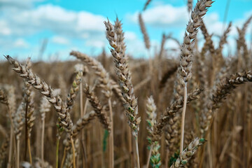 A man holds golden ears of wheat against the background of a ripening field Farmer's hands close-up