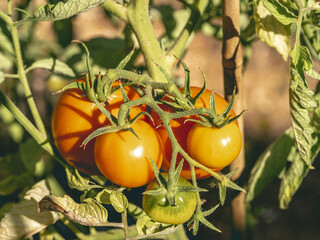 Culture de tomates oranges et bien mûres dans le jardin d'un particulier en carré potager