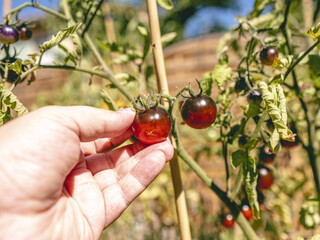 Culture de tomates bleues et bien mûres dans le jardin d'un particulier en carré potager avec...