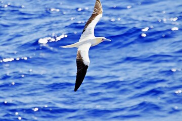 Sturmvogel über Meer