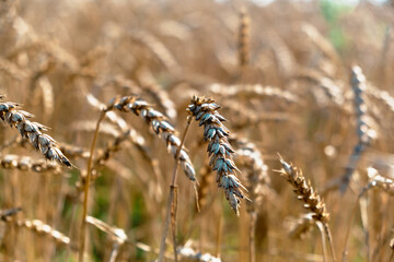 Barley fields ears detail heat closeup Hordeum vulgare vegetation cereals gold