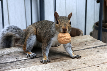 Squirrel eating nuts