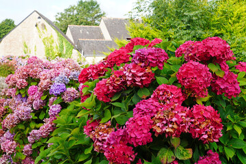 Pink and purple hydrangea plants in summer in Brittany