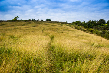 Fototapeta na wymiar a big wide meadow of green grass