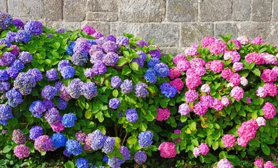 Foto op Aluminium Pink and purple hydrangea plants in summer in Brittany © eqroy