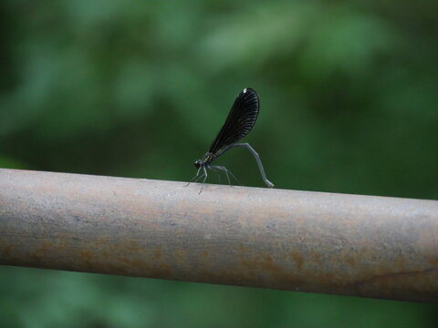 Dragon fly perched on a metal tube, soft background