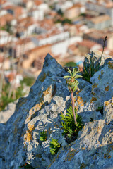 Pflanze auf dem Roca Maura in L'Estartit in Katalonien, Spanien