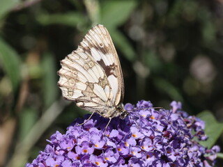 Schmetterling Schachbrettfalter auf einer Blüte des Sommerflieders