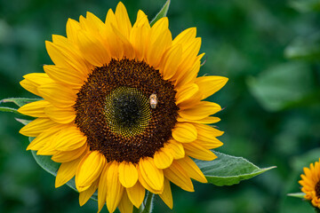 Fototapeta premium Sunflower closeup