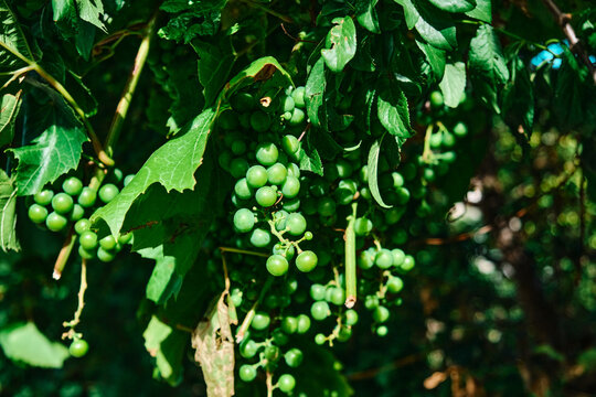 bunches of grapes vine and leaves Green Grapevine with flowers with small baby berries