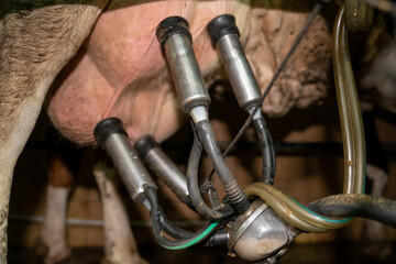 Milking machine on the udder of a cow. Animal farm husbandry concept 