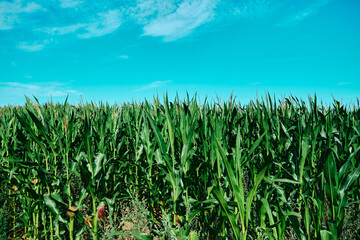 Young green corn growing on the field at sunset farmland with blue sky Agricultural landscape