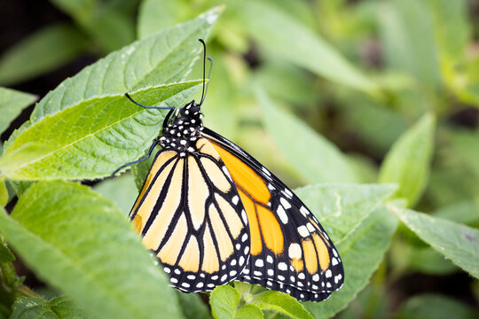 An endangered species monarch butterfly in pollinator garden