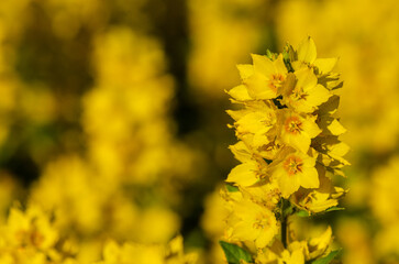 Lysimachia vulgaris yellow flowers close up