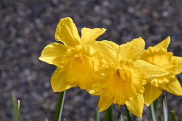 Obraz na płótnie Canvas Daffodils and Raindrops