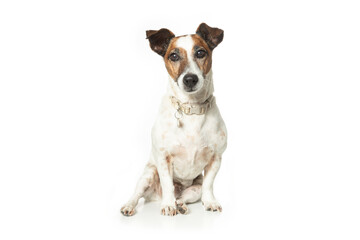 Jack Russell Terrier puppy sitting ( 9 years old)