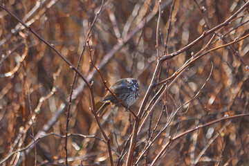 The Bird on the branch