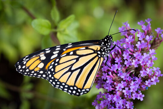 An endangered species monarch butterfly in pollinator garden