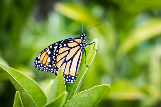 An endangered species monarch butterfly in pollinator garden
