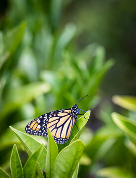 An endangered species monarch butterfly in pollinator garden